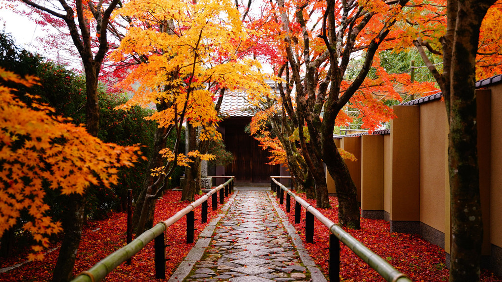 色彩溢れる光悦寺の参道