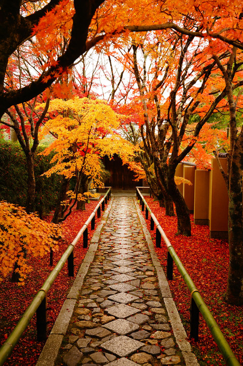 色彩溢れる光悦寺の参道