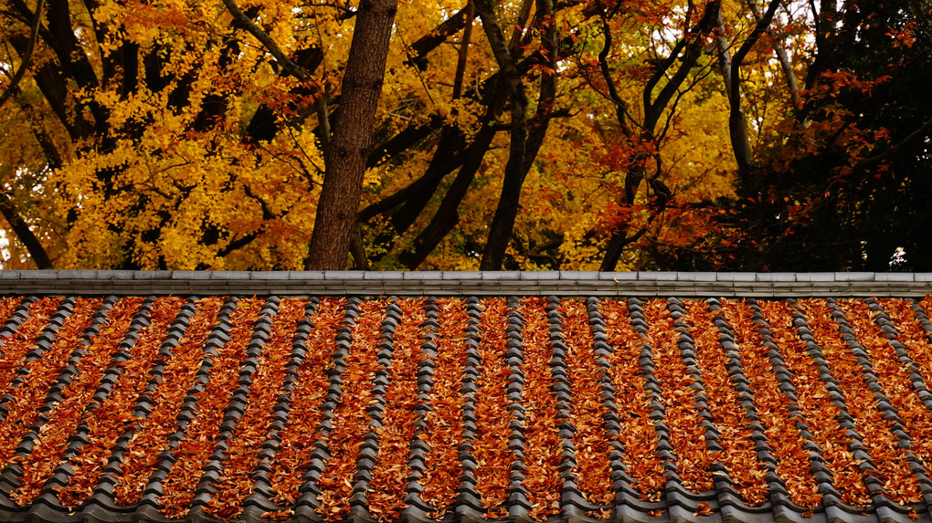 京都御苑　銀杏の絨毯