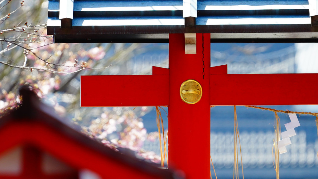 嵯峨嵐山、車折（くるまざき）神社の河津桜