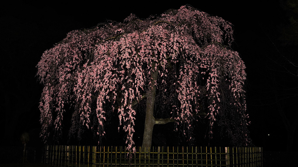 御苑の桜　夜