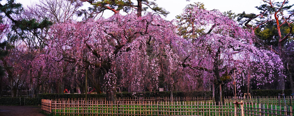 旧近衛邸跡の枝垂れ桜　夜明け