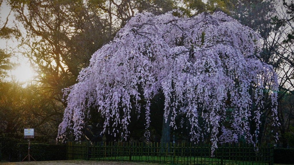 夜明け　御苑南側の一本桜