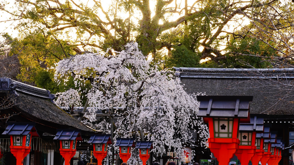 平野神社　宵の魁桜