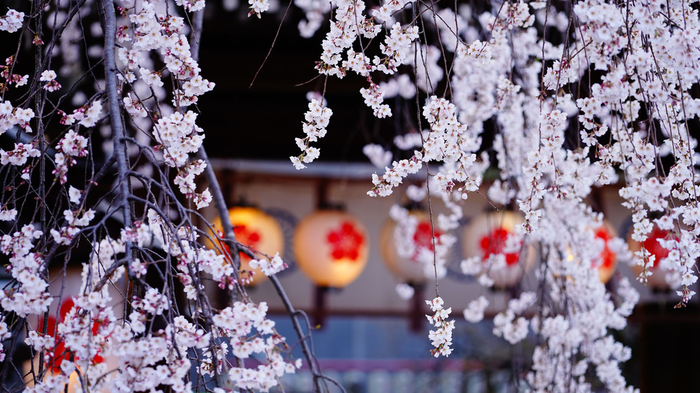 平野神社　宵の魁桜