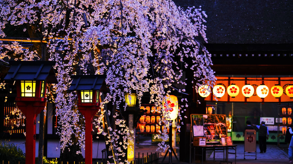 平野神社　宵の魁桜