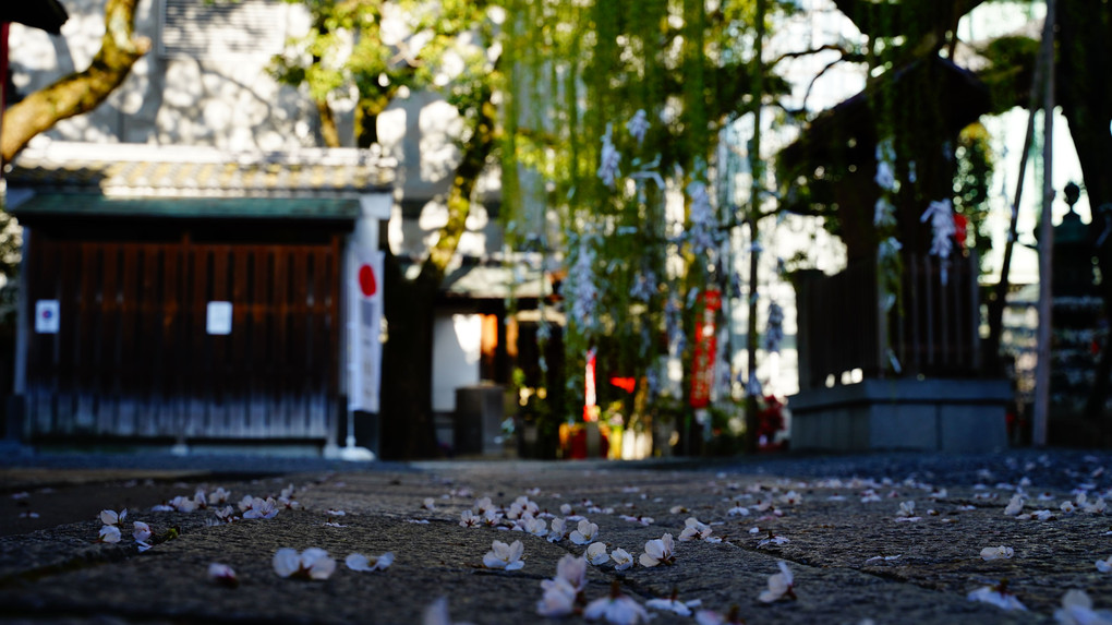 柳と桜の六角堂