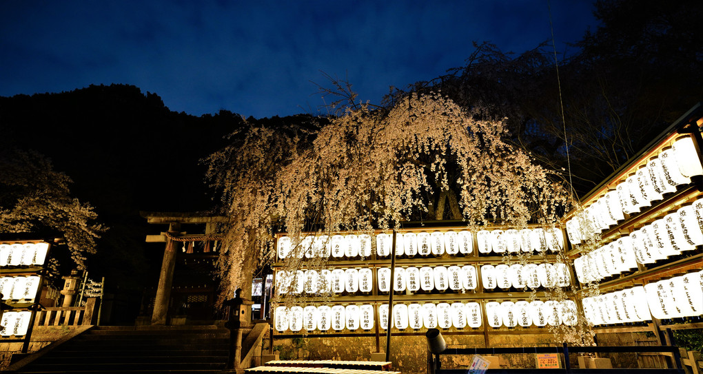 大石神社の夜の桜