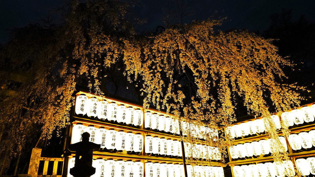 大石神社の夜の桜