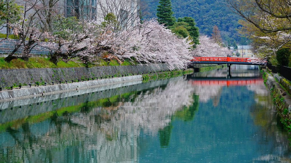 東山　疎水沿いの桜