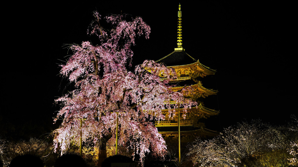 東寺　桜巡り