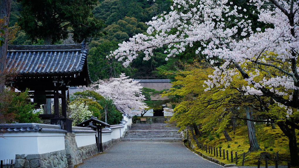 南禅寺の桜