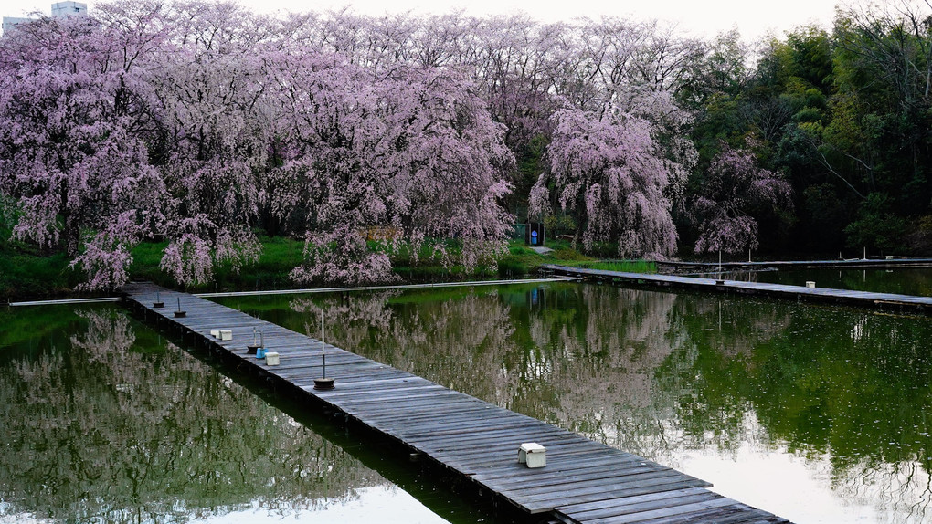 京都府八幡市　釣り堀の桜