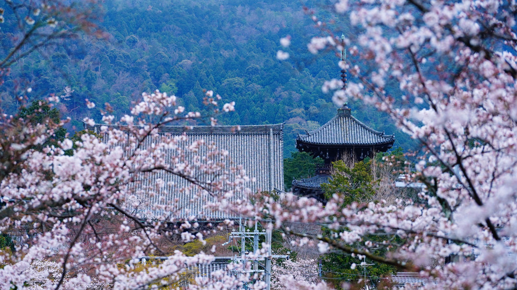 吉田山　忠宗神社と真如堂の桜景色