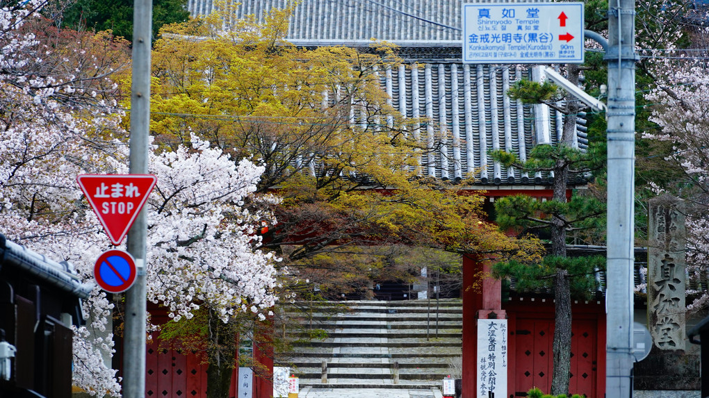 吉田山　忠宗神社と真如堂の桜景色