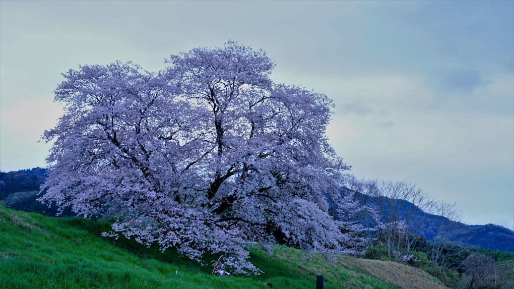 天理市　幾坂池の桜
