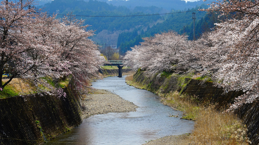 京都府周山街道の里の桜たち