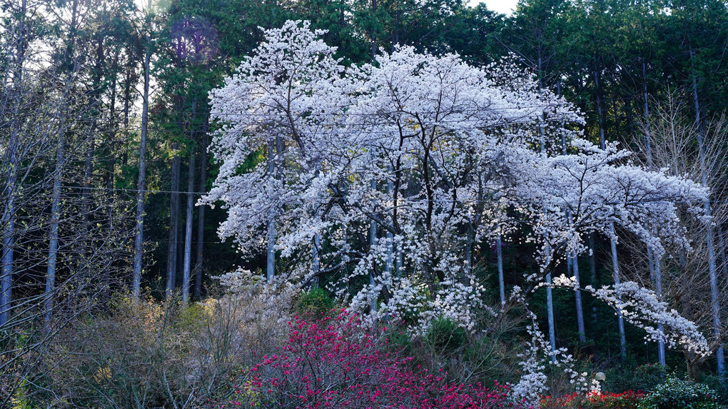 京都府周山街道の里の桜たち