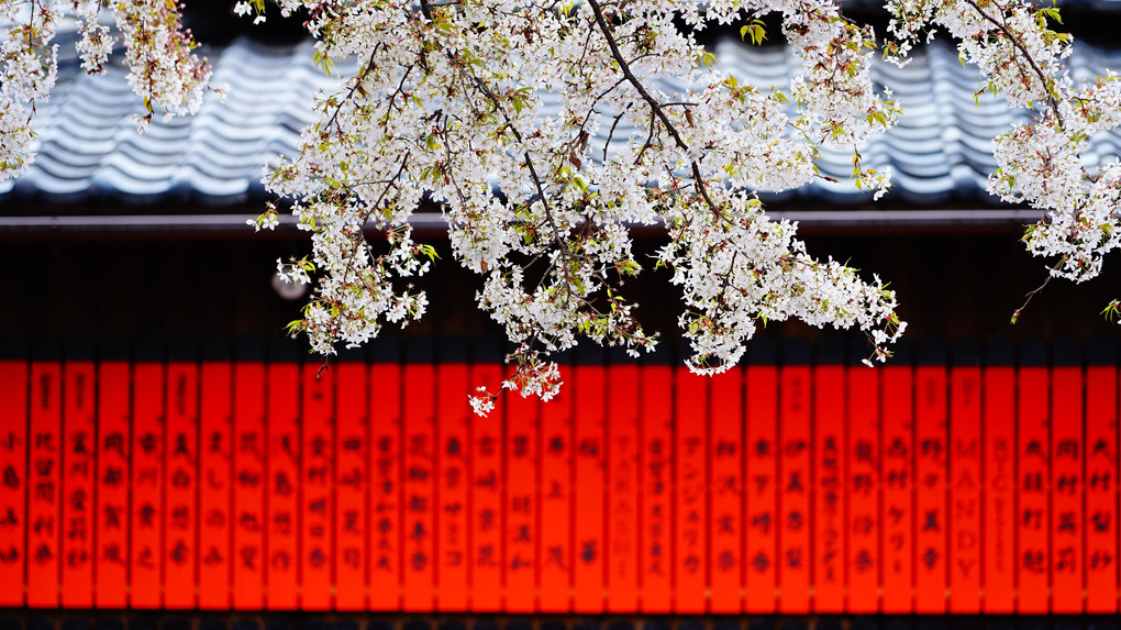 車折神社　境内の桜