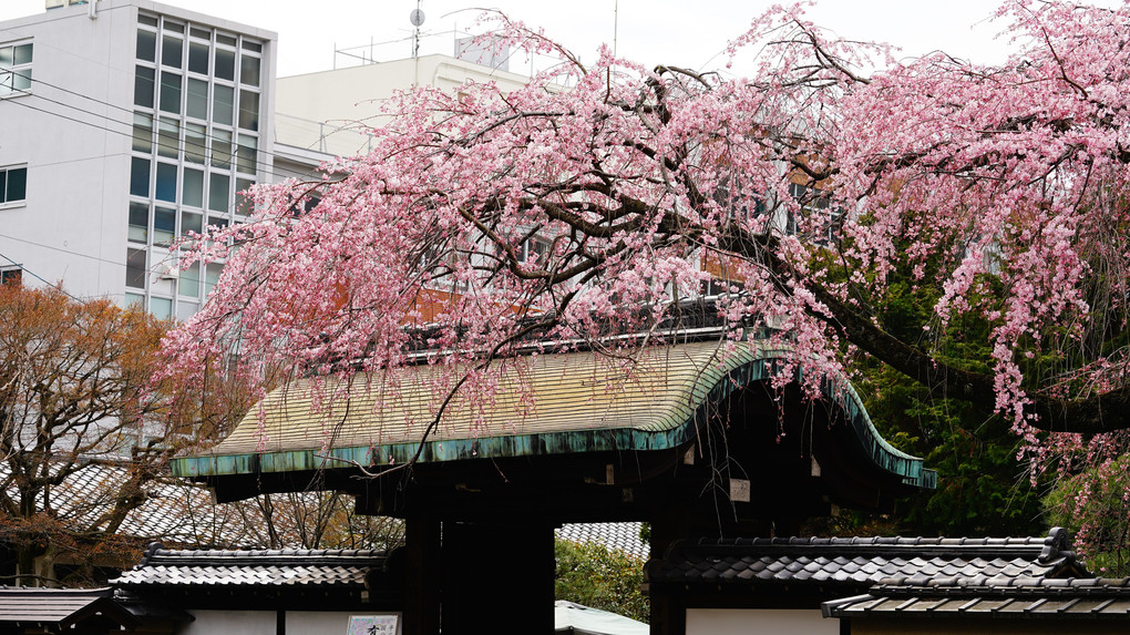 桜と教会のある風景