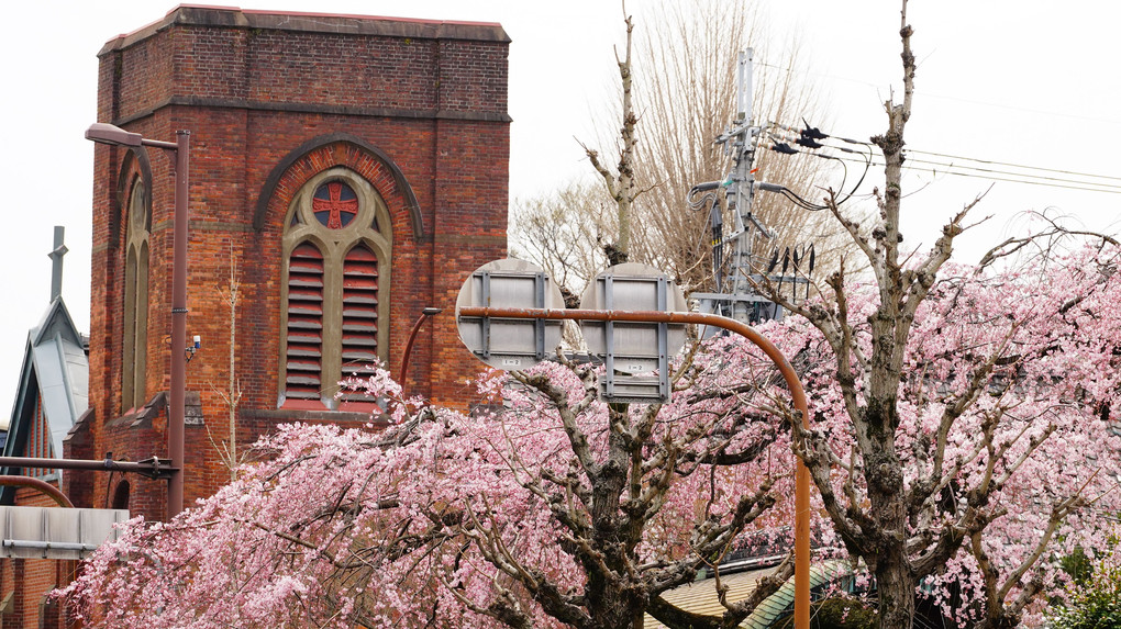 桜と教会のある風景