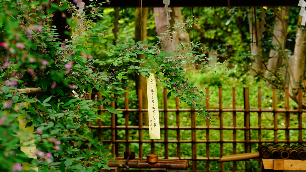 御所の東　梨木神社の萩
