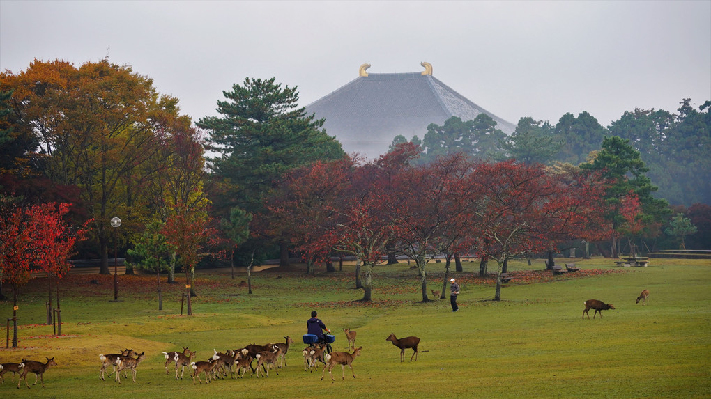 秋　奈良公園