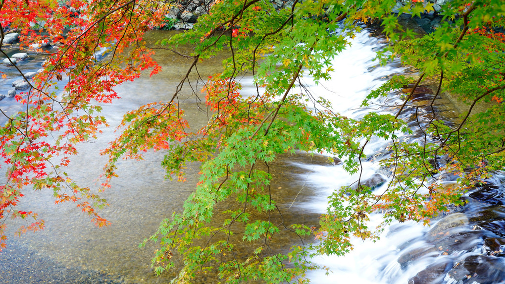 鴨川　川筋の紅葉