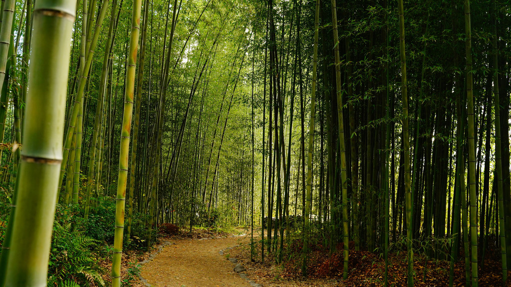 晩秋　大覚寺