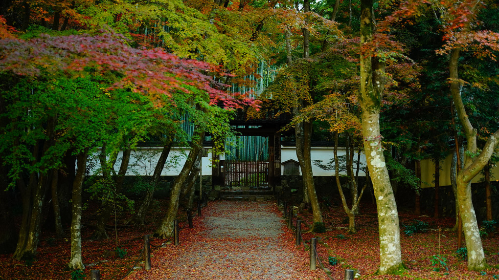 竹の寺の紅葉