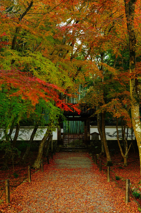 竹の寺の紅葉