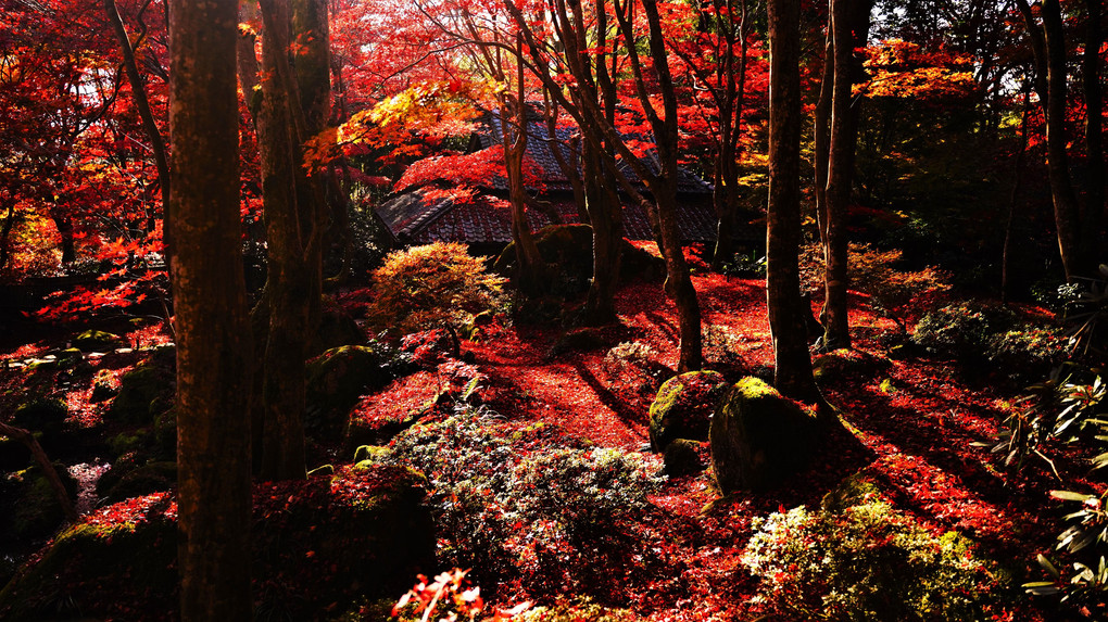 天も地も全山これ紅色