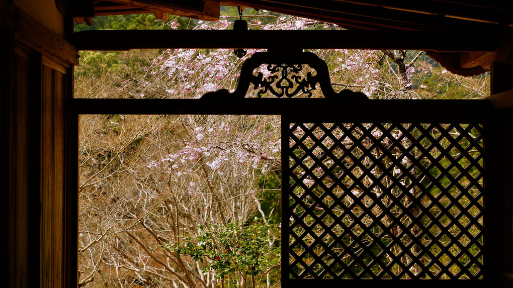 桜　椿の高山寺