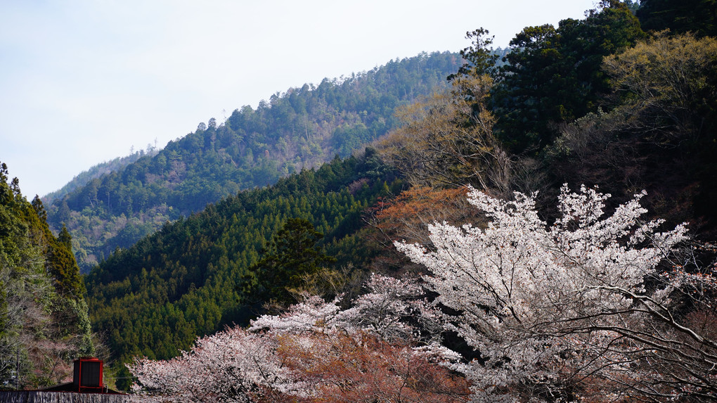 桜　椿の高山寺