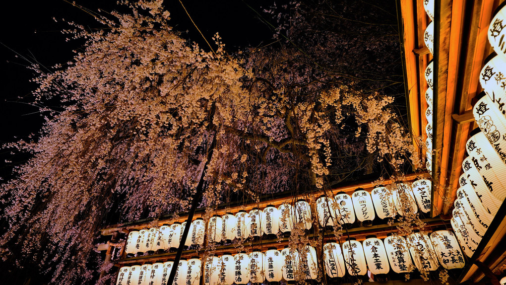 大石神社　宵の枝垂れ桜