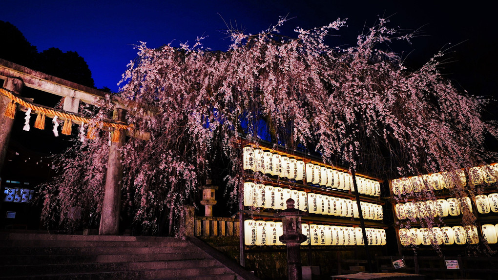 大石神社　宵の枝垂れ桜