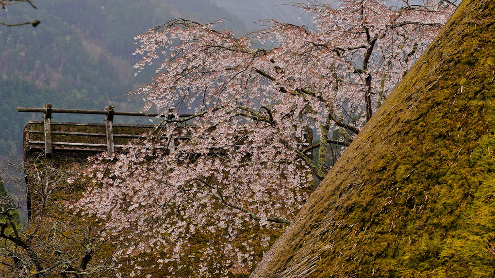 桜の美山