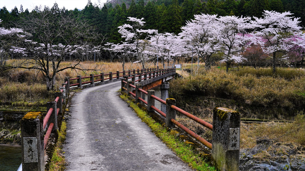 由良川沿いの桜