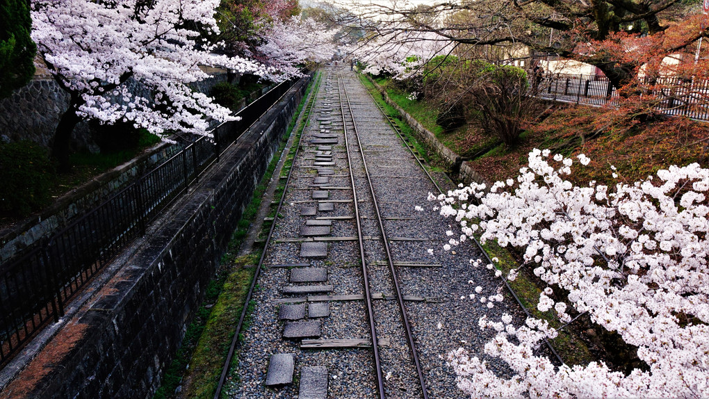 東山　蹴上　インクラインの桜。
