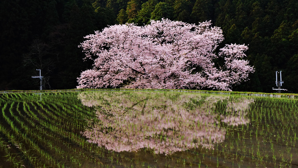 伊勢本街道　諸木野　牛繋ぎの桜