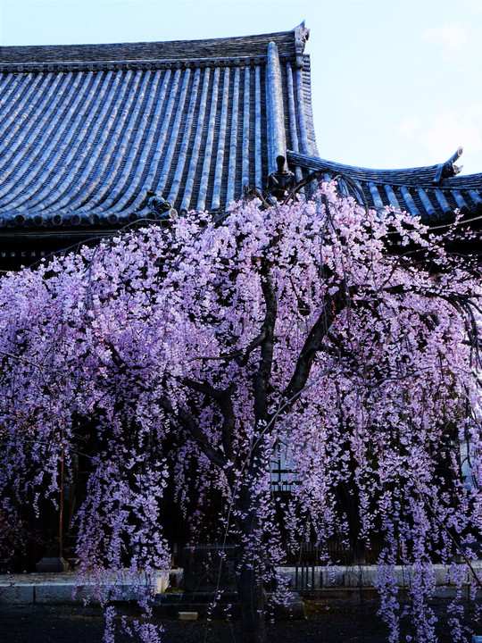 京都　枝垂れ桜の総ざらい