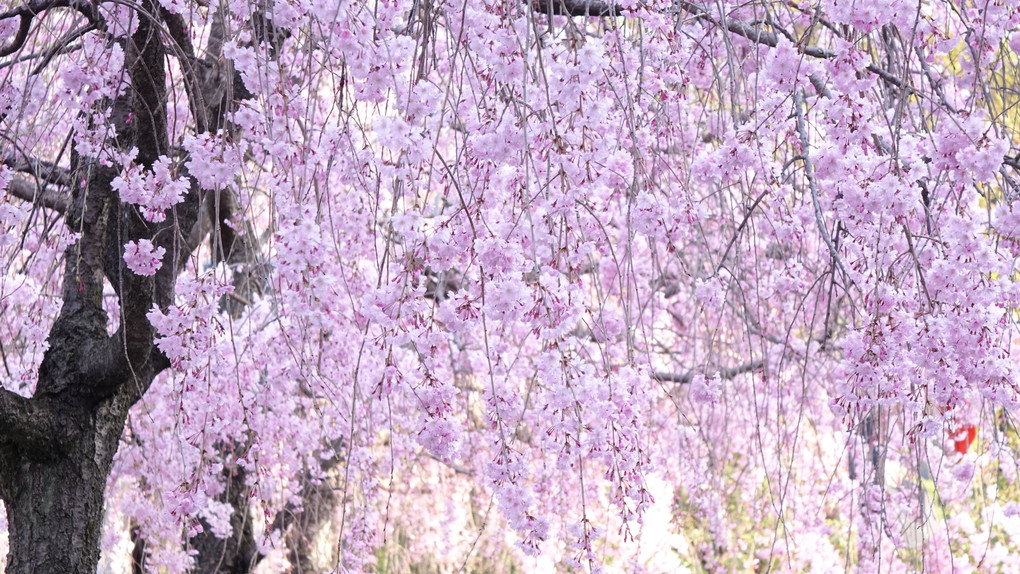 京都　枝垂れ桜の総ざらい