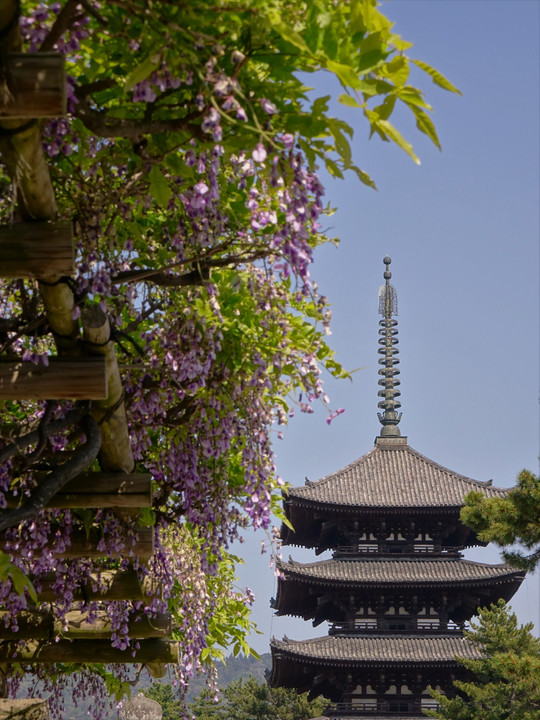 奈良　興福寺　南円堂の藤