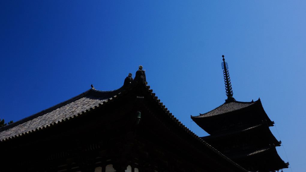 奈良　興福寺　南円堂の藤