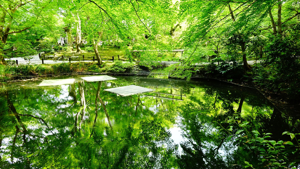 新緑の圓光寺