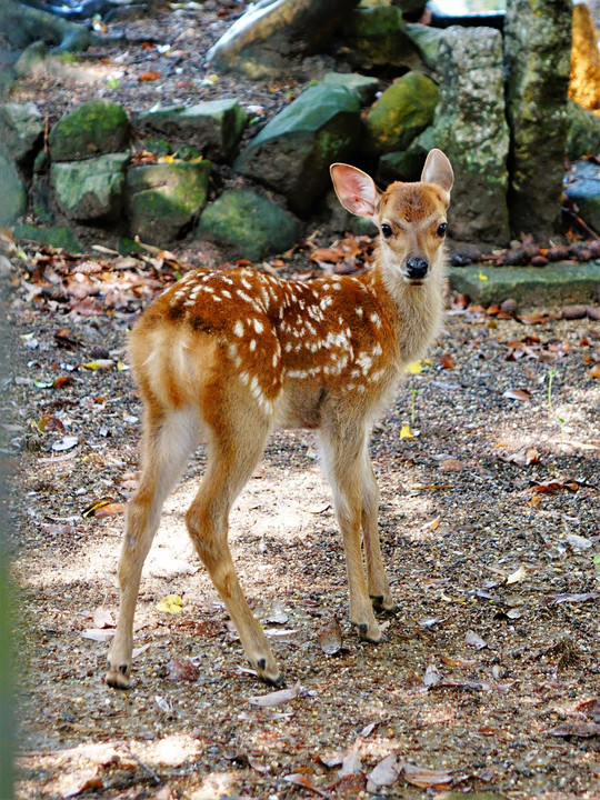 奈良公園の子鹿たち