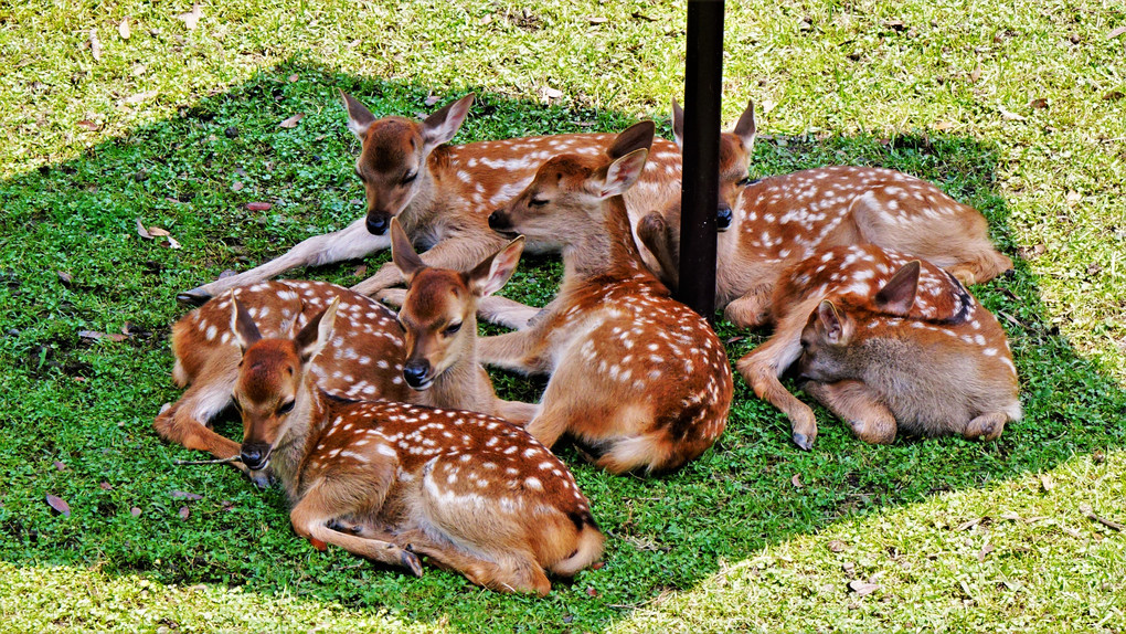 奈良公園の子鹿たち