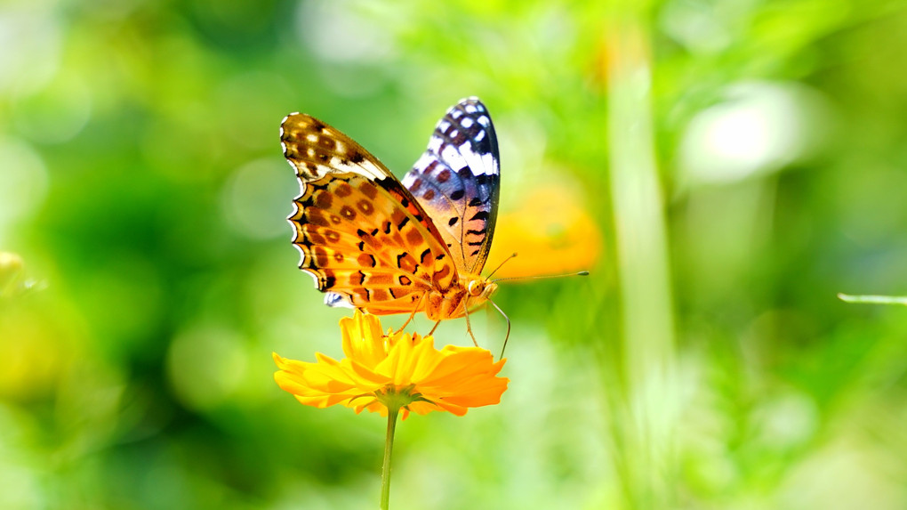 蝶と初秋の花