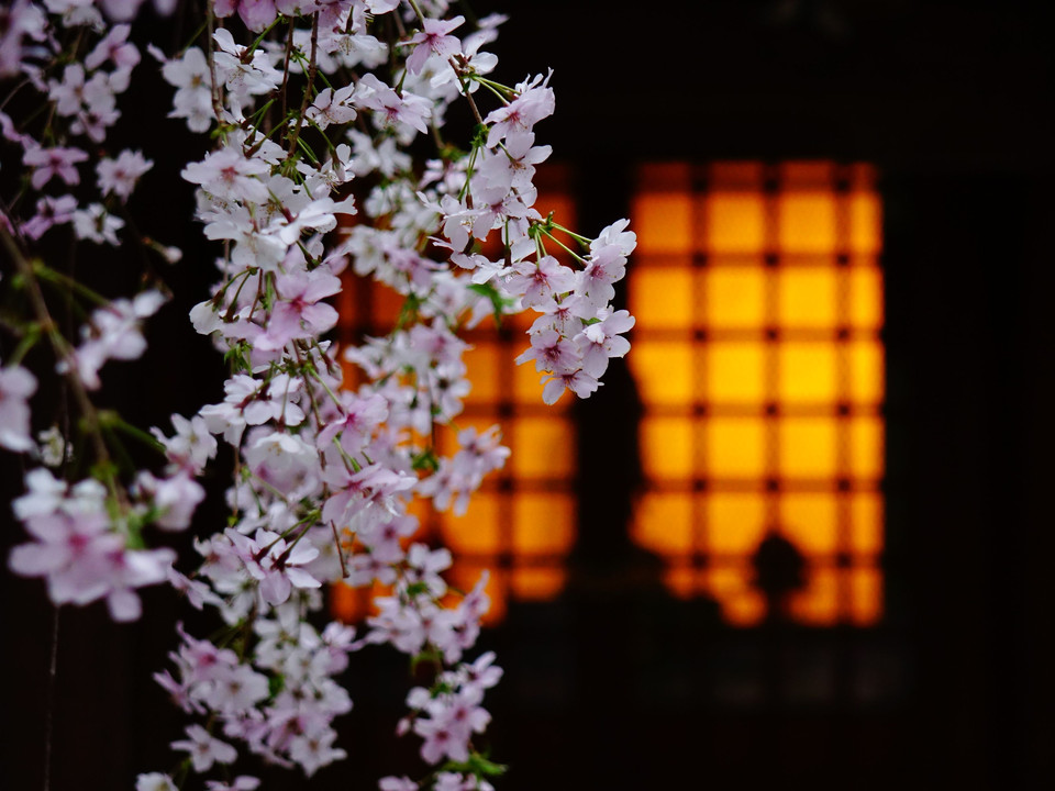 桜と柳の六角堂　十景
