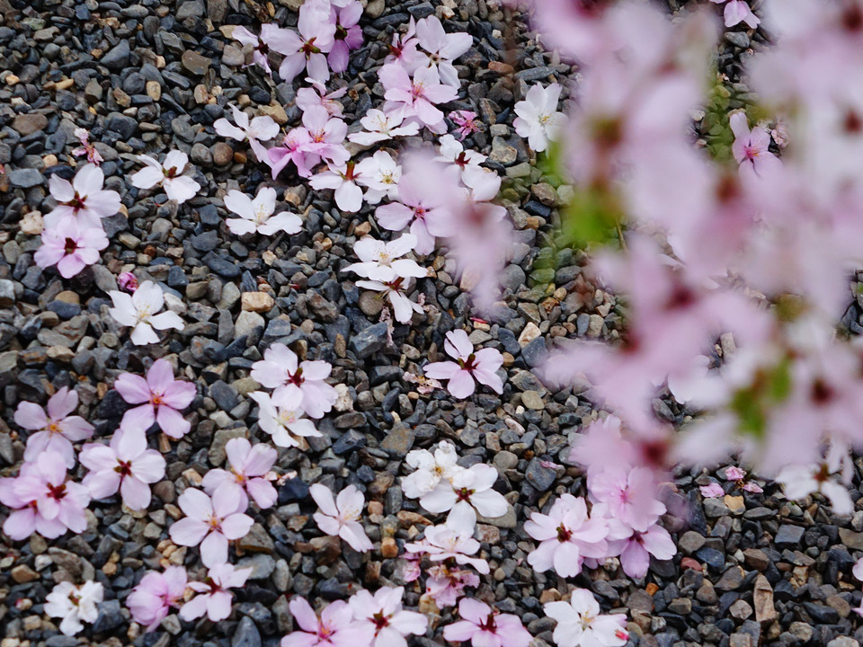 桜と柳の六角堂　十景